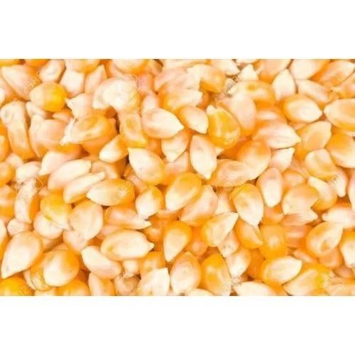 Pure And Healthy 98 % Pure Sweet Corn Seed With 2 Years Shelf Life