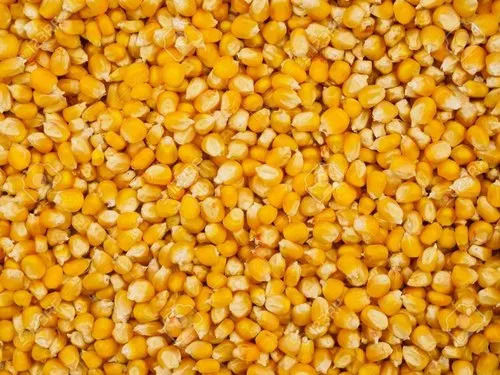 Pure And Natural Dried Commonly Cultivated Raw Organic Corn
