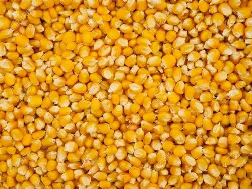 Pure And Natural Dried Commonly Cultivated Raw Organic Corn Admixture (%): 1%