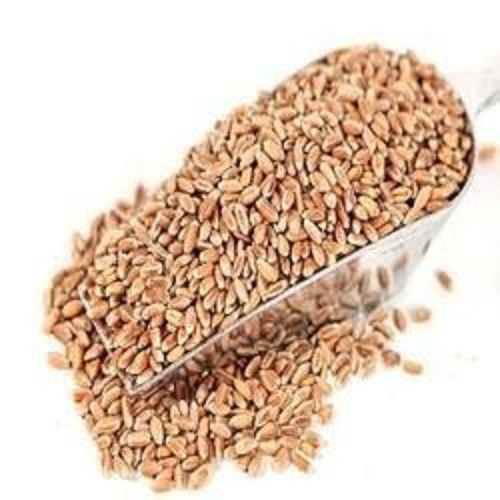 Normally Cultivated Pure And Dried Organic Wheat With 2 Years Shelf Life