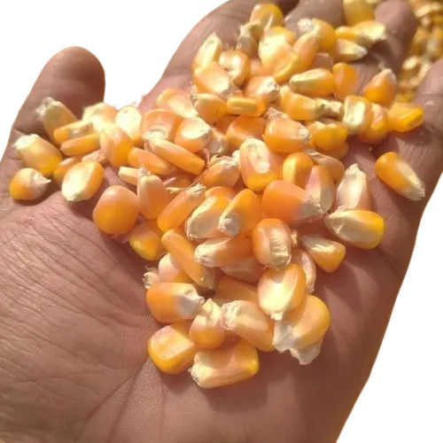 Pure Sunlight Dried Organically Cultivated Hybrid Vegetable Maize Seeds Admixture (%): 2%