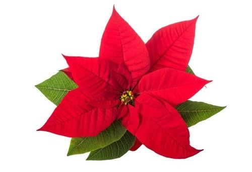 Red And Green Easy To Install Light Weight Plain Dyed Attractive Artificial Christmas Flower