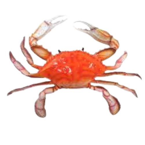 Piece Fresh Whole Part Delicious Water Preserved Nutritious Healthy Sea Crab