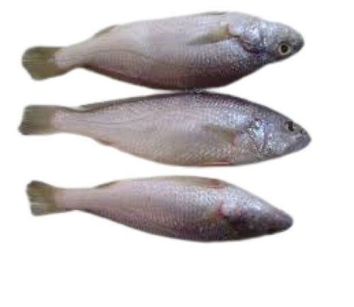 Fresh Whole Part Nutritious Delicious Healthy Croaker Fish For Cooking 