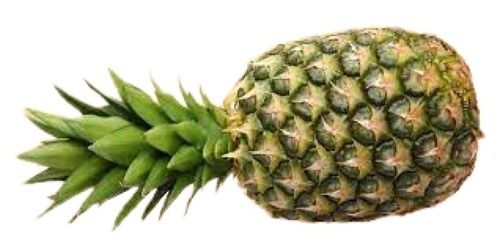 Sour Taste Medium Size Commonly Cultivated Whole Pineapple