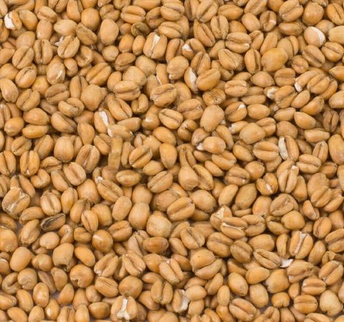 Torrefied Whole Wheat For Breweries, Horse Feed, Food Processing Additives: Na