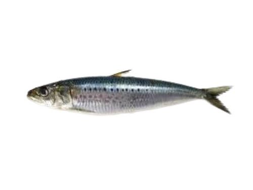 Piece Whole Part Nutritious Healthy Water Preserved Fresh Sea Sardine Fish