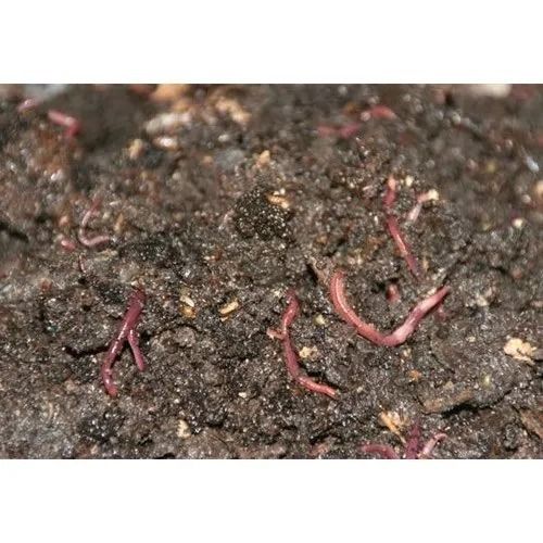 97% Pure Powder Form Water Soluble Vermicompost For Agriculture