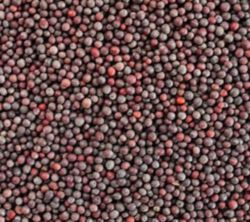 Commonly Cultivated Indian Origin Dried Black Mustard Seed