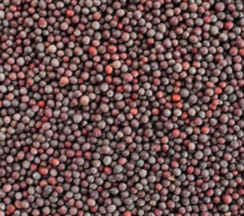 Commonly Cultivated Indian Origin Dried Black Mustard Seed Admixture (%): 1%