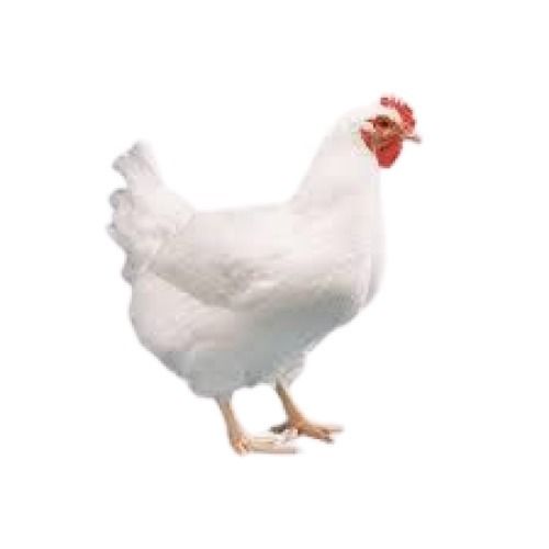 White Healthy Female Infection Free Egg Yielding Broiler Live Chicken For Cooking