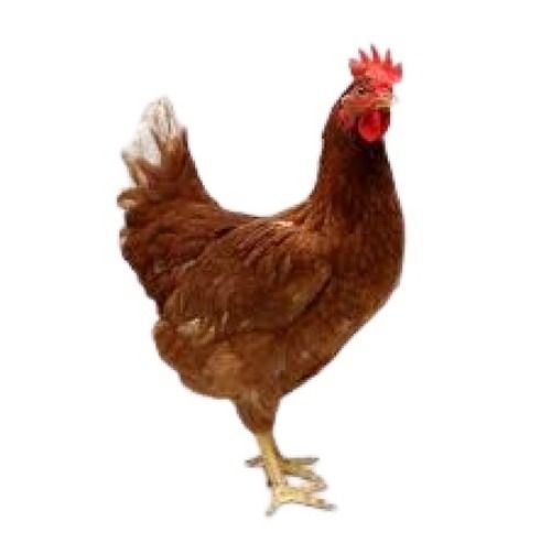 Brown Healthy Infection Free Egg-Yielding Female Country Live Chicken 