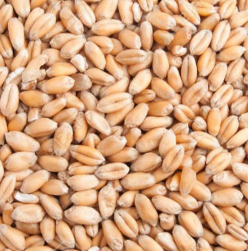 Pure And Natural Organic Cultivated Solid Dried Wheat Grain