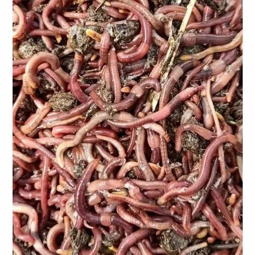 Brown Vermicompost Fertilizers For Crop Growing Use