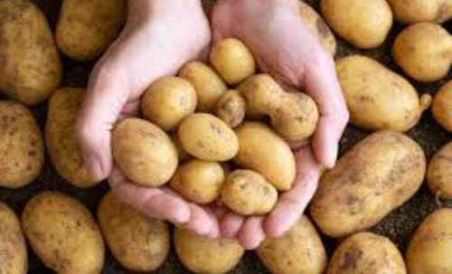 Natural Pesticide Free Common Fresh Potato For Cooking