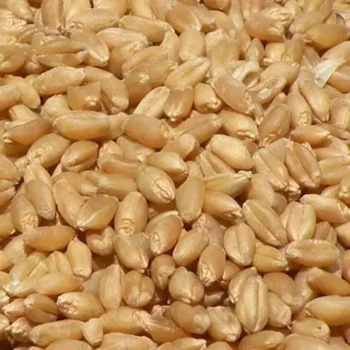Commonly Cultivated Pure And Natural Dried Raw Wheat Seed