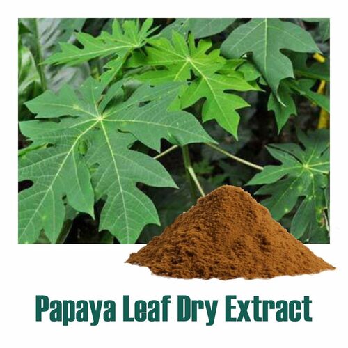 100% Natural Carica Papaya Leaf (Dry Extract) Powder