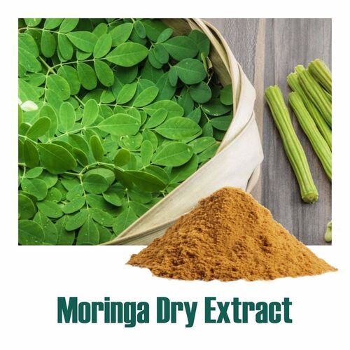 100% Natural Moringa Oleifera (Moringa Dry Extract) Powder
