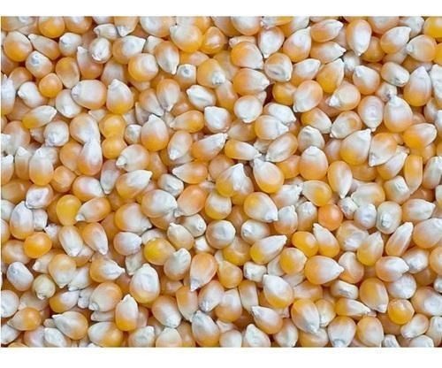 7 Mm Commonly Cultivated Pure And Dried Maize With 2 Years Shelf Life