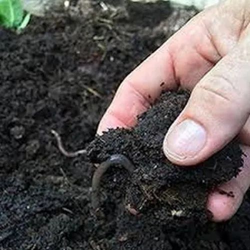 Black Organic Vermicompost Fertilizer Powder