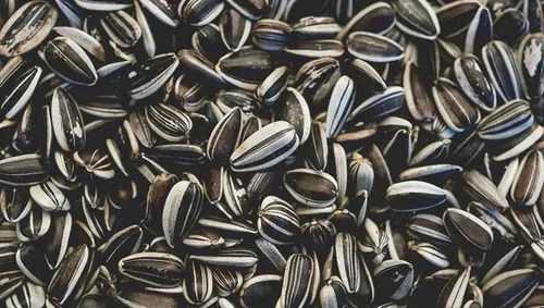 Commonly Cultivated Pure And Dried Sunflower Seeds With 1 Year Shelf Life