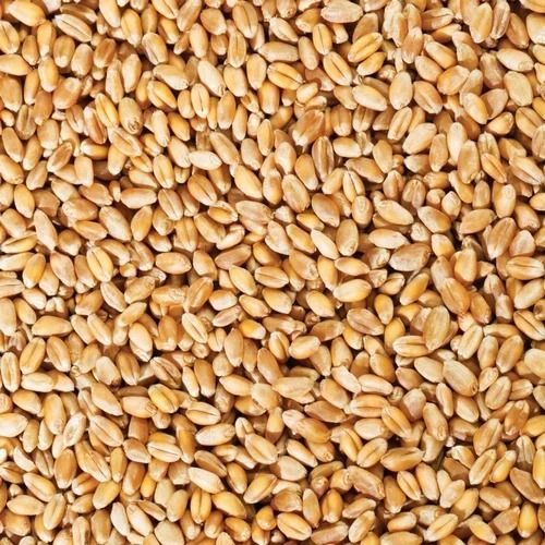 Normally Cultivated Pure And Dried Organic Wheat With 6 Month Shelf Life