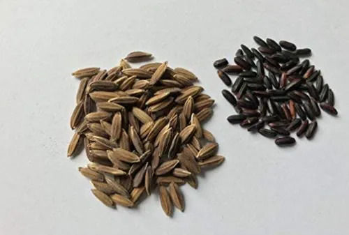 Black Rice Paddy Seeds