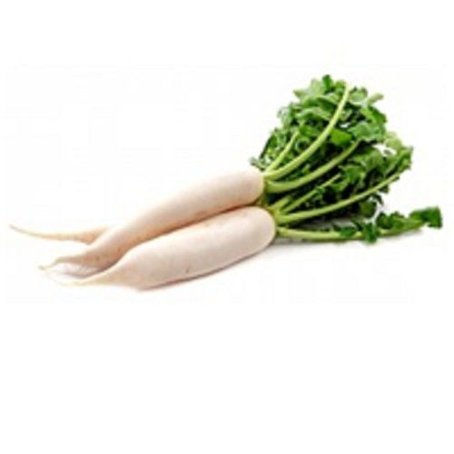 Naturally Grown Fresh White Radish Preserving Compound: Dry Place