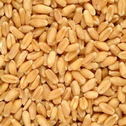 Commonly Cultivated Pure and High Protein-Based Organic Wheat Seeds
