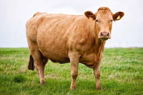 cow