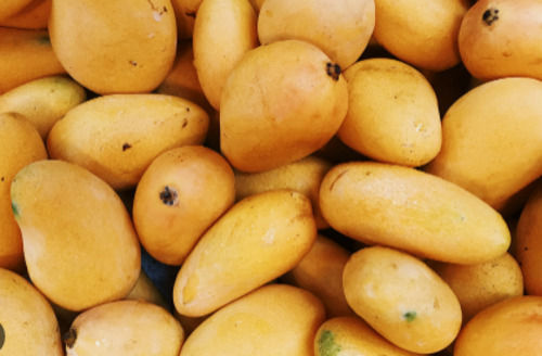 Natural And Fresh Commonly Cultivated Sweet Mango