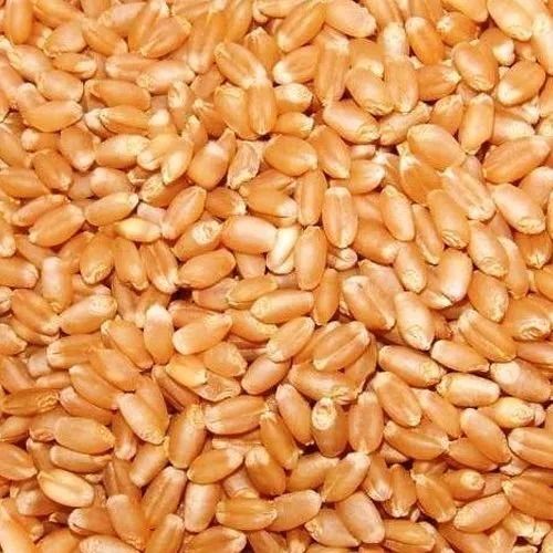 Pure And Natural Sunlight Dried And Cleaned Whole Organic Wheat Grain