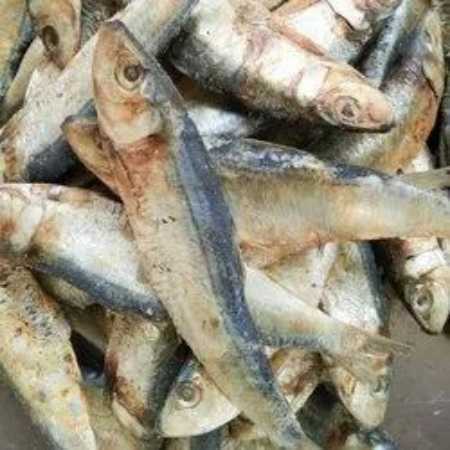 Sea Food Whole Sardine Dry Fish