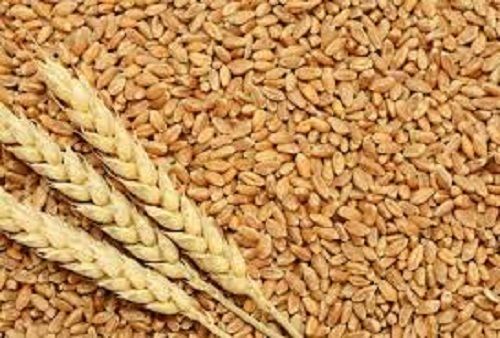 A-Grade Pure Organically Cultivated Hard Form Healthy Wheat Seeds
