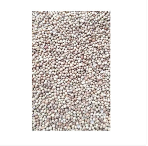 Grade-A Dhaniya Coriander Seeds With 6 Month Shelf Life Admixture (%): 1%