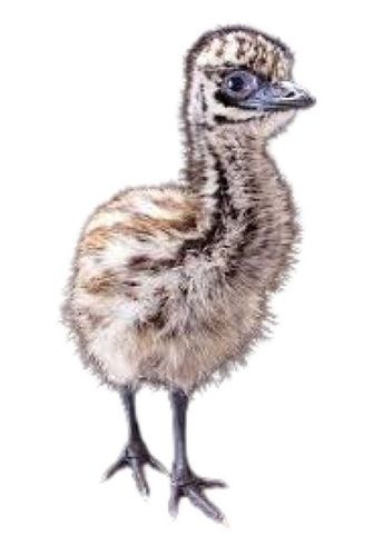 0.5 Kg Disease Free Healthy Small Live Baby Emu Chicks For Farming 