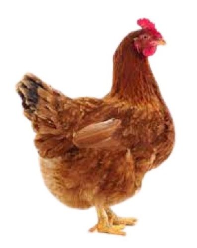 Unique Breed Healthy And Brown Fully Grown Live Country Chicken