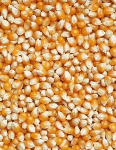 Commonly Cultivated Pure And Dried Hybrid Maize Seed