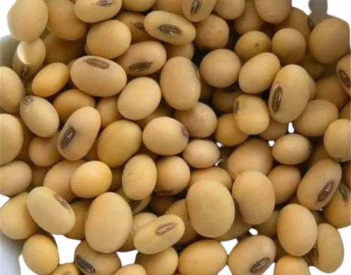 Dried And Pure Commonly Cultivated Soya Beans With Two Year Shelf Life 