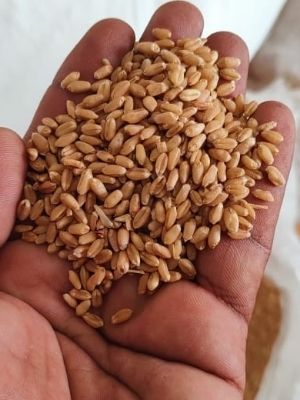 milling wheat