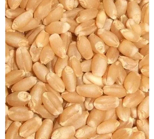 Pure And Dried Commonly Cultivated Edible Wheat Seed 