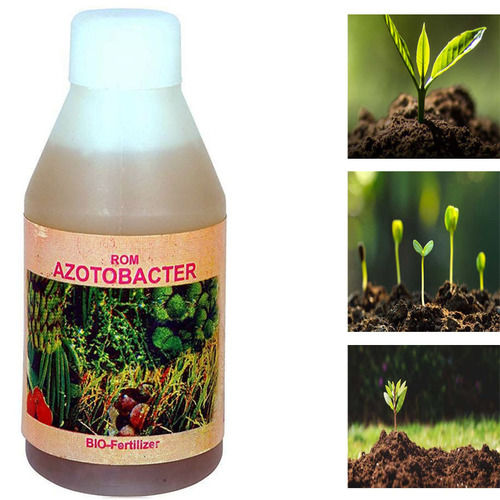 ROM Azotobacter Bio Fertilizer For Agriculture Use