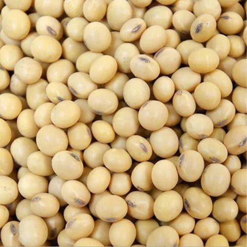 Commonly Cultivated Pure And Dried Raw Organic Soybean