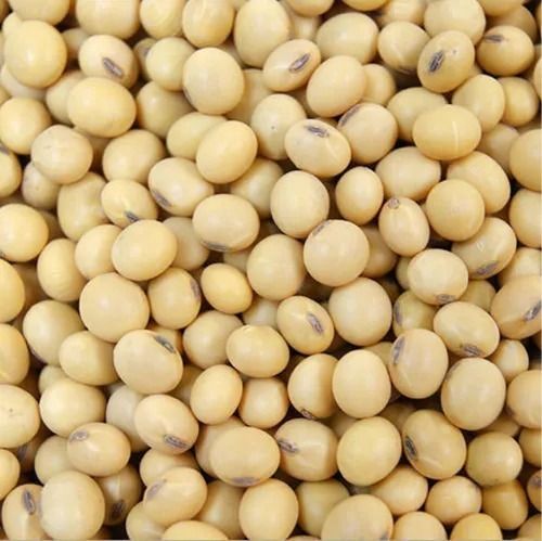 Commonly Cultivated Pure And Dried Raw Organic Soybean Admixture (%): 00