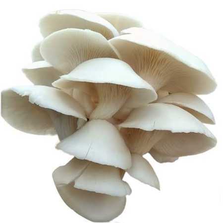 Natural And Fresh Oyster Mushroom Application: Industrial