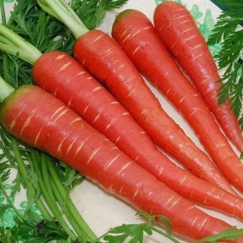 Pure And Natural Commonly Cultivated Conical Shaped Fresh Carrot
