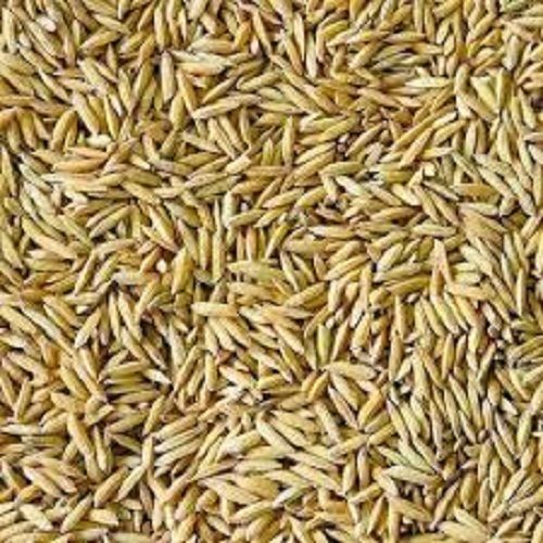 Organic Dried Harvested Pure Paddy Rice Without Chemicals And Pesticides