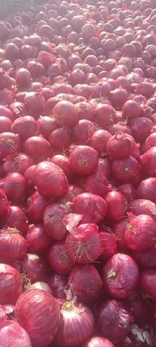 Premium Quality 100% Pure Organic And Fresh Heathy Round Onion 