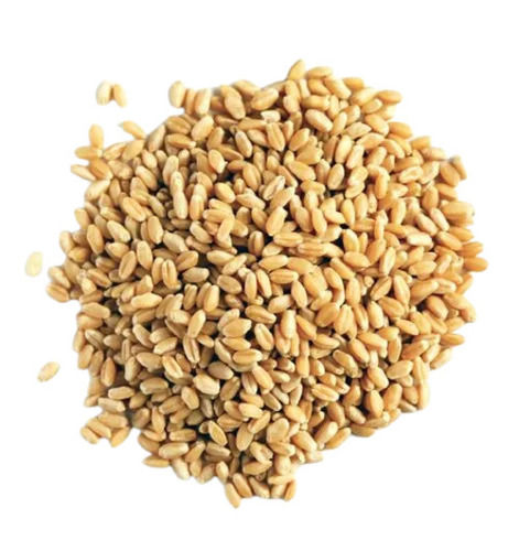 Pure And Dried Commonly Cultivated Wheat Grain 