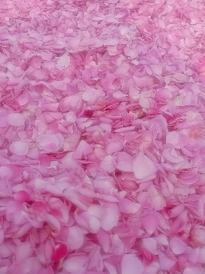 100% Natural Rose Water